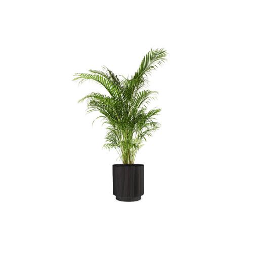 Areca Palm (Demo)